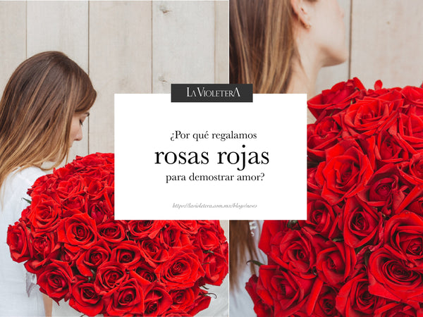 ¿Por qué regalamos rosas rojas cuando queremos demostrar amor?