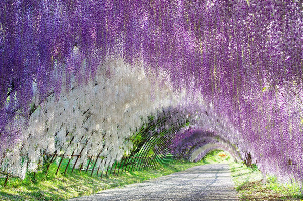 Jardín Kawachi Fuji: El lado artístico de la naturaleza