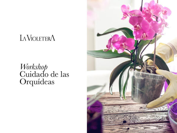 Así vivimos nuestro Workshop del Cuidado de las Orquídeas