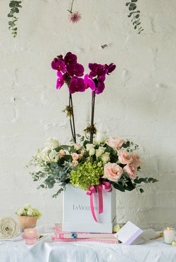 Fernanda, orquídea en planta